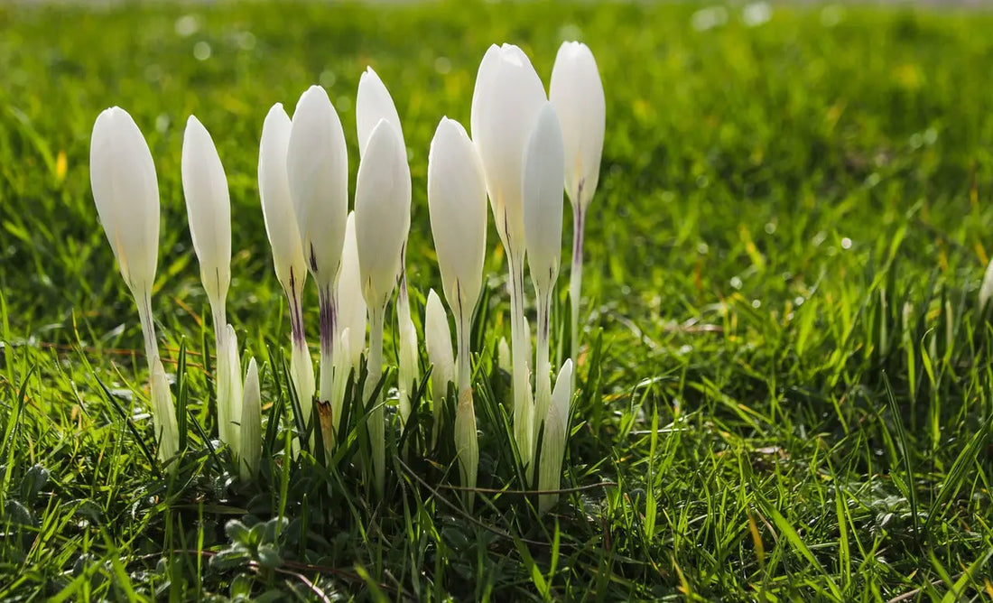 Frühlingserwachen: Farbenfrohe Blumen sprießen und bringen neue Energie für Haut und Natur